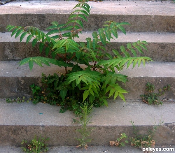 tree vs beton